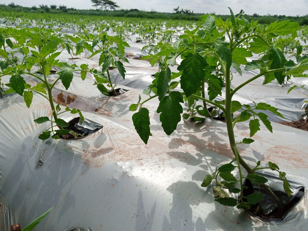 sustainable tomato production